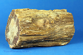 petrified wood